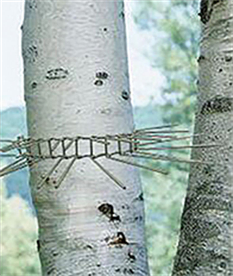 Haierc Sản phẩm kiểm soát sâu bệnh Bird Cat Intruder Ngăn chặn hàng rào chắn chống côn trùng Spikes HC1121-H